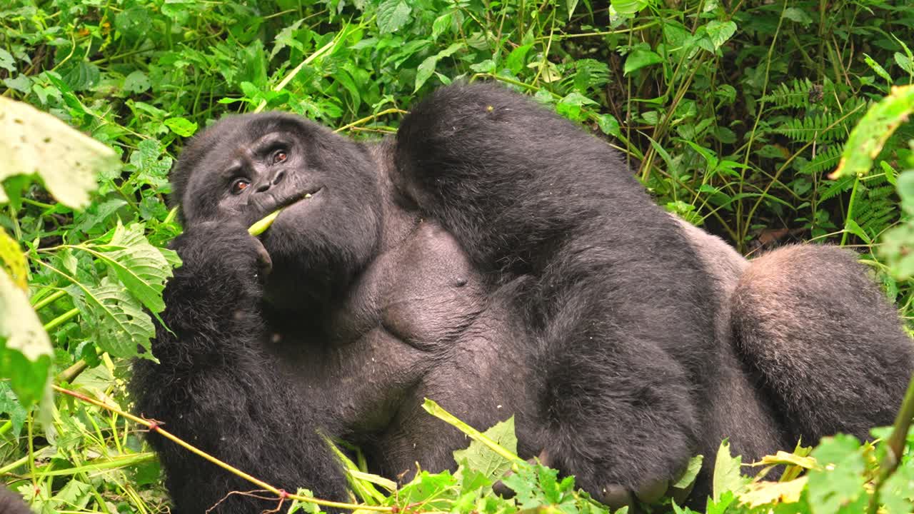 Gorilla maschio dal dorso argentato che si riposa e mangia foglie dai rami vicini, Parco Nazionale di Bwindi, Uganda