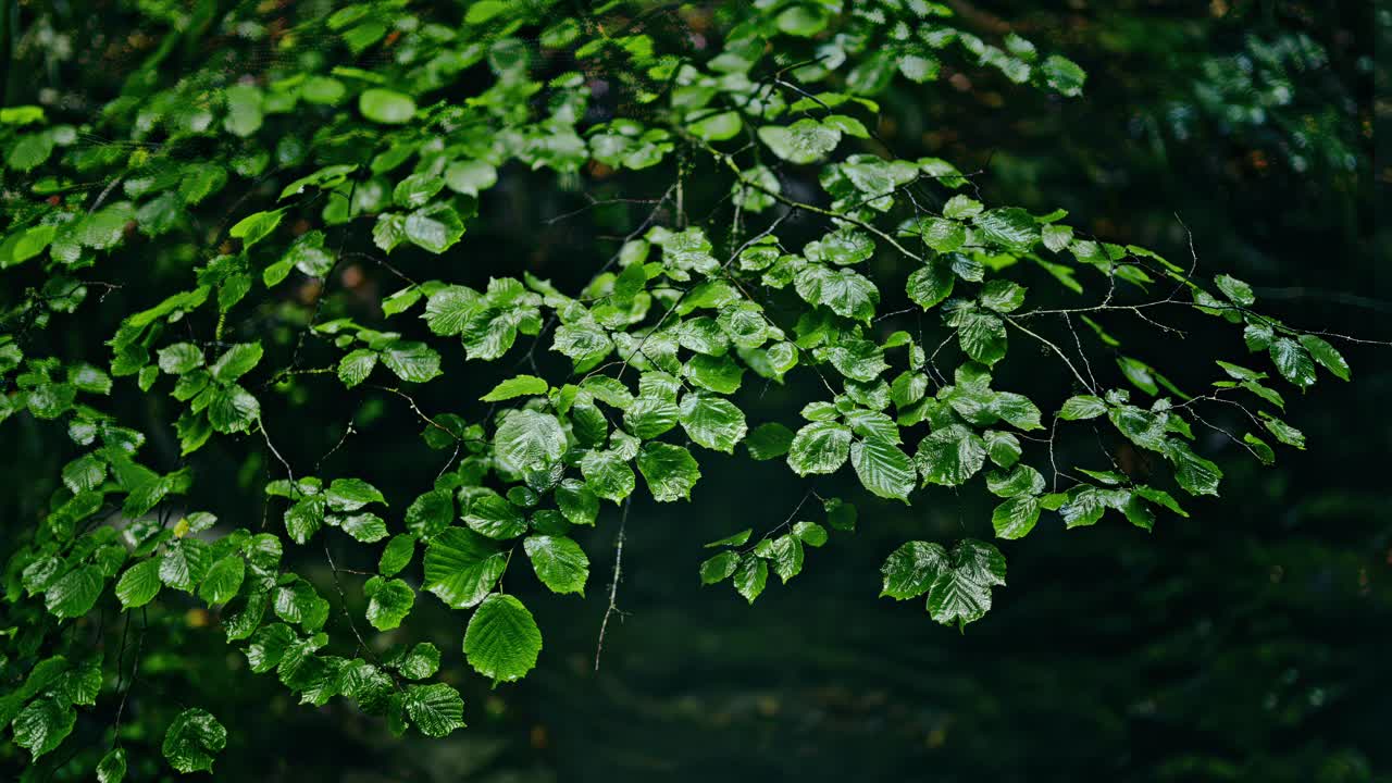 푸른 잎은 신선한 비로 반이고 자연의 평온의 본질을 포착합니다.