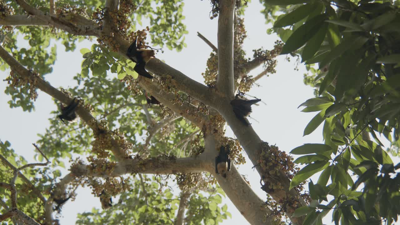 Cluster of bats in a fig tree, eating and relaxing upside down during summer day