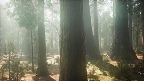 Sunrise-in-the-Sequoia-National-Park