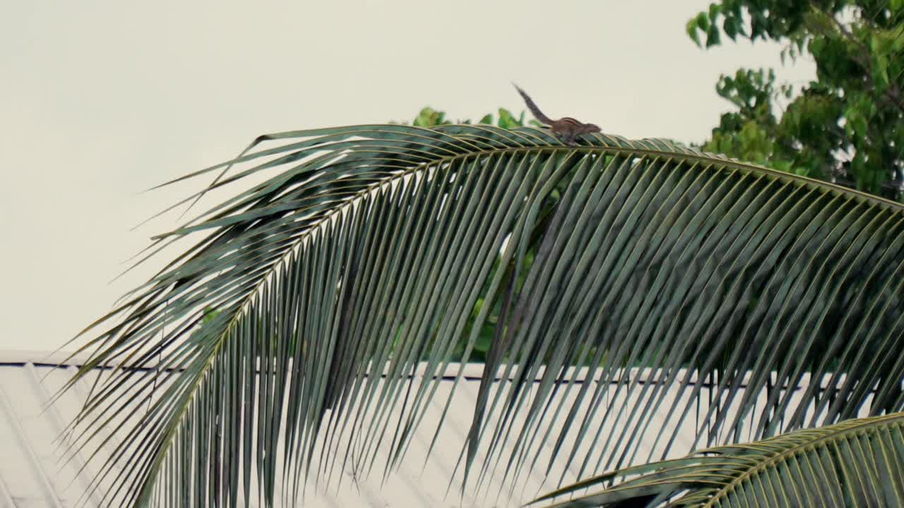 Squirrel perched on a palm frond in Ella, tropical setting, peaceful and calm vibe
