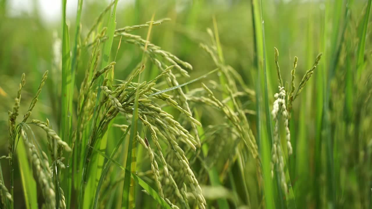 쌀은 많은 아시아 국가에서 주식입니다.