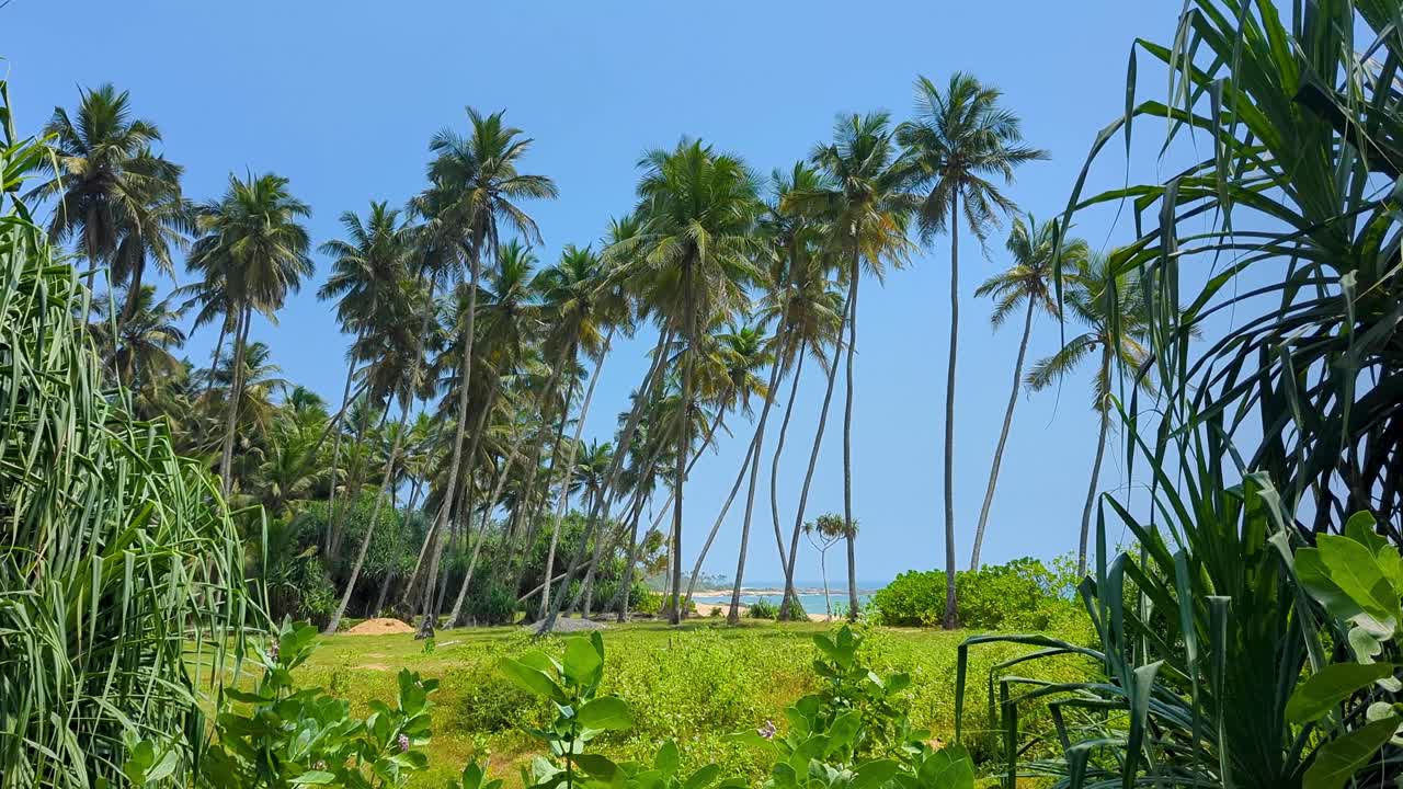 Scenic coastal view of tall coconut palm trees moving in windy breeze against blue sky in Southern Province Sri Lanka
