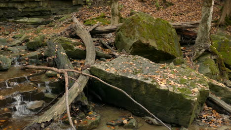 Squirrel-perched-on-moss-covered-rocks-in-woodland