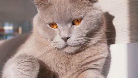 scottish gray domestic cat playing with 100 dollar bill in the room. close up