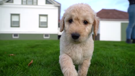 white goldendoodle puppy running and plays with the camera man