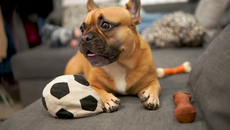 Bulldog-Francés-Bostezando-Tirado-En-Un-Sofá-Junto-A-Una-Bola-Blanca-Y-Negra-Y-Juguetes-Para-Animales---Mordedores,-Palo---Movimiento-De-Cámara-En-Cámara-Lenta