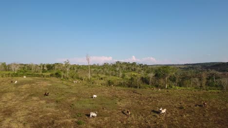 Luftaufnahmen-über-Guatemala-Ranches-Farmen-Und-Felder