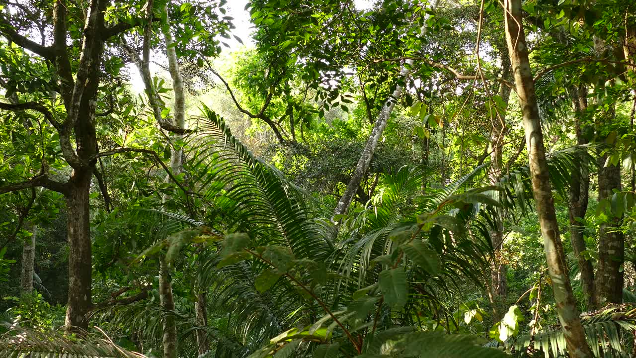 Premium stock video - Dense tropical jungle on windy sunny day in ...