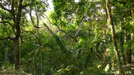 Dense tropical jungle on windy sunny day in static shot