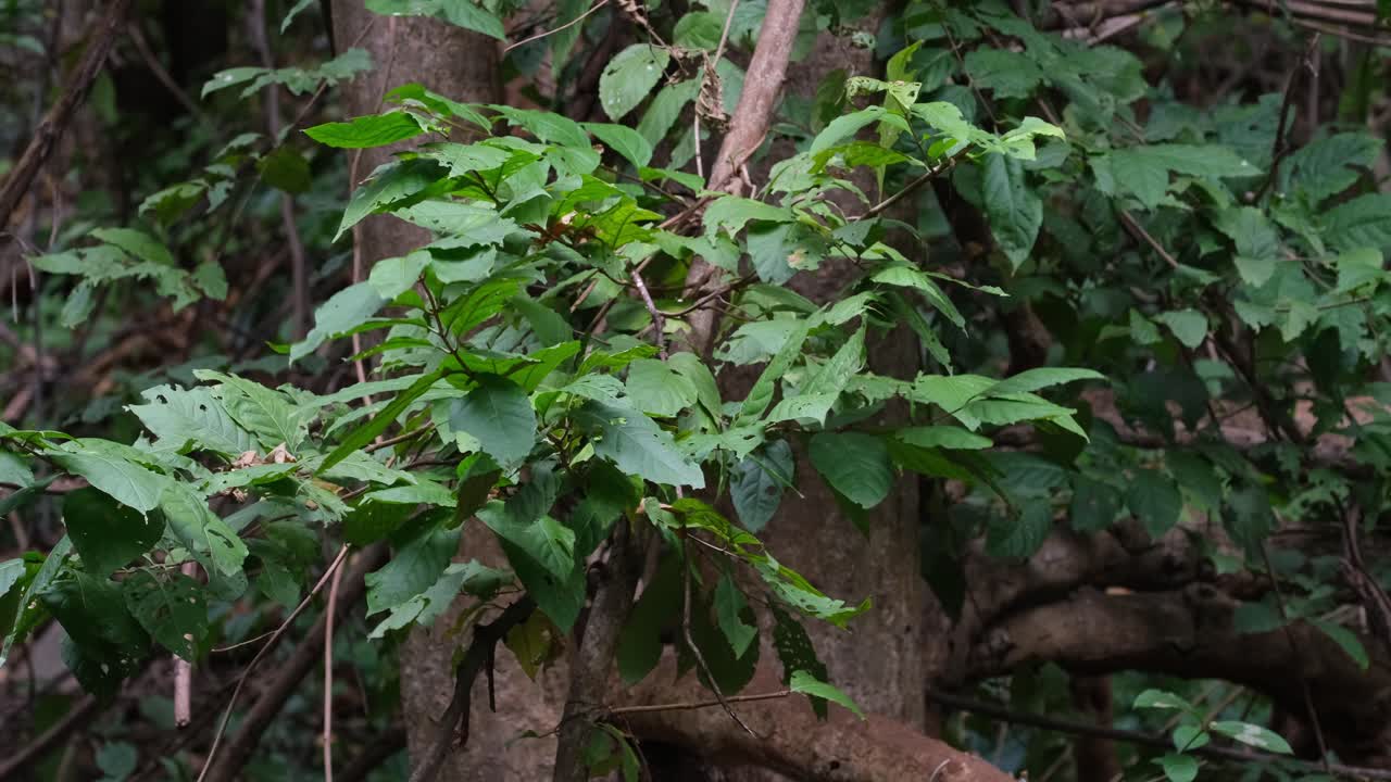 la cámara hace zoom hacia afuera revelando estas ramas moviéndose con algo de viento, bosque y árboles