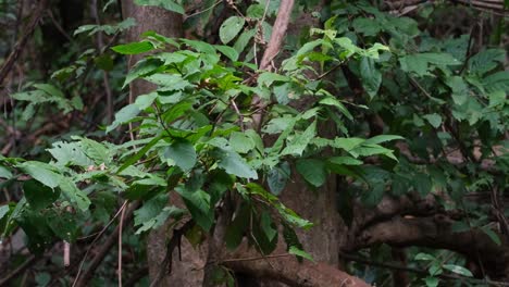 La-Cámara-Se-Aleja-Y-Revela-Estas-Ramas-Que-Se-Mueven-Con-Algo-De-Viento,-Bosques-Y-árboles.