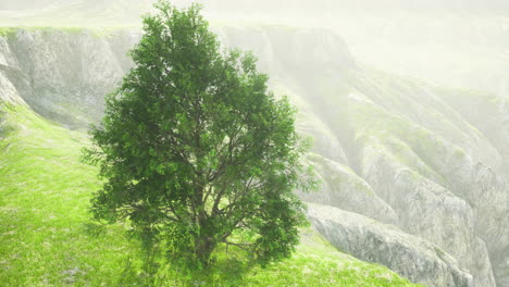 lush green tree stands alone on hillside with rocky cliffs in background