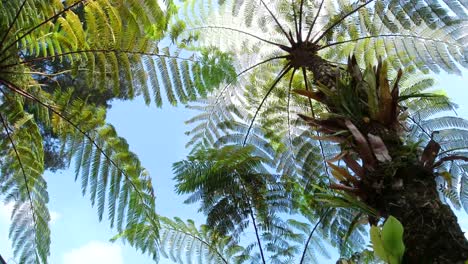 forest-fern-tree-with-blue-sky-background