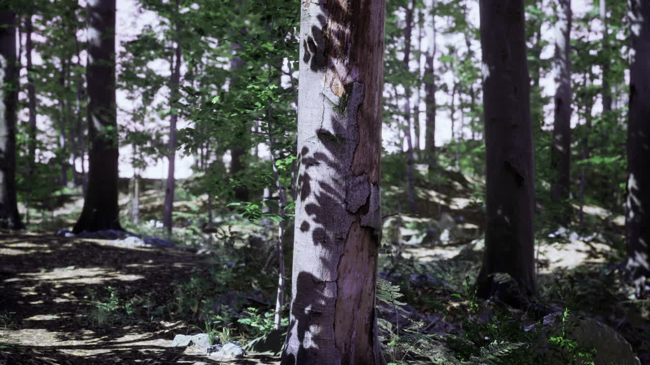 escena del bosque con luz solar y sombras