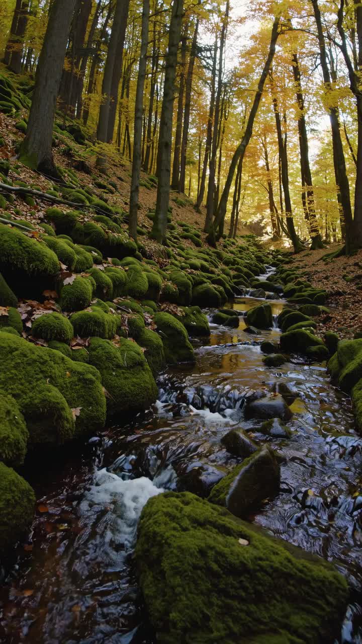 Un ruscello sereno in una foresta con rocce coperte di muschio, ripreso da un angolo basso, per creare un video tranquillo