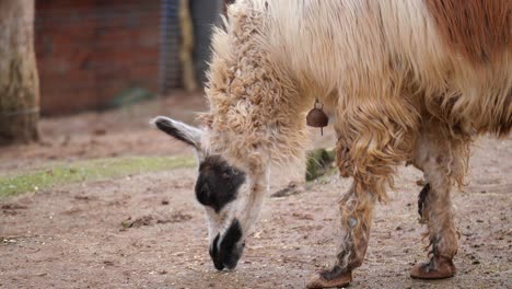 una llama en un zoológico