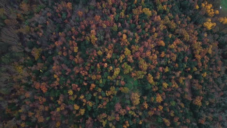 Imágenes-Aéreas-Del-Hermoso-Bosque-Con-Colores-Otoñales-En-Las-Montañas-Catalanas-3