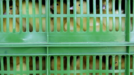 ducklings inside the boxes