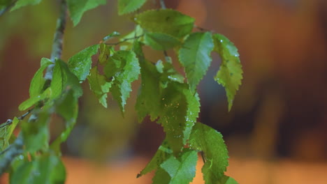 hojas verdes húmedas balanceándose suavemente en el viento, iluminadas por una suave luz dorada contra un fondo borroso, con movimientos delicados y gotas relucientes