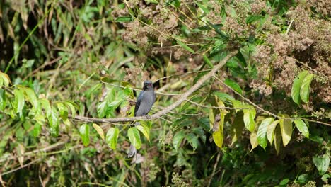 Drongo-Ceniciento-Dicrurus-Leucophaeus-Visto-Posado-En-Una-Rama-Durante-Una-Tarde-Soleada-Mientras-Limpia-Su-Pico-En-La-Rama,-Parque-Nacional-Khao-Yai,-Tailandia