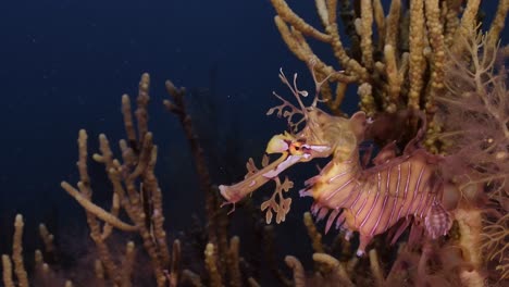 leafy sea dragon with eggs 4k slow motion south australia