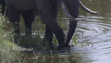 primer plano de elefante africano comiendo pastos en un río usando el pie