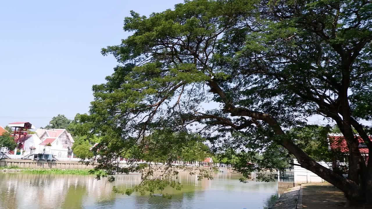 una vista tranquila de la orilla del río con árboles exuberantes