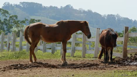 horses in a farm.