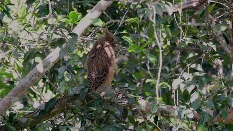 魚烏 (buffy fish owl) 是一個大型烏,但卻是四種烏中最小的