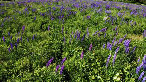 the perfect drone shot of lupine with windy grass