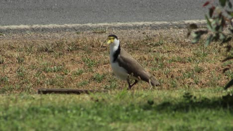 pájaro plover de ala de regazo enmascarado de pie junto a la carretera