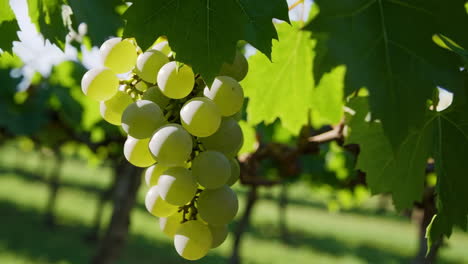 green grapes on the vine