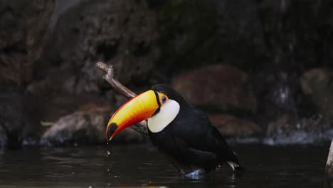 Exotic-Toco-Toucan-cooling-head-with-beak-in-amazon-river-at-rainforest,close-up