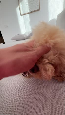 person touching a fluffy light brown poodle on a couch