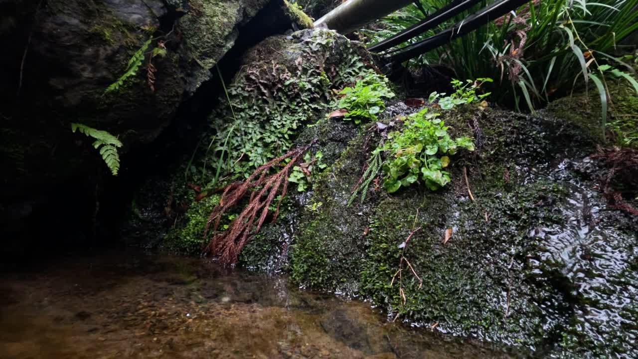 agua en cascada sobre rocas de musgo entre la vegetación