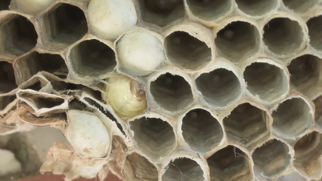 Close up of wasp larva growing inside honeycomb cells