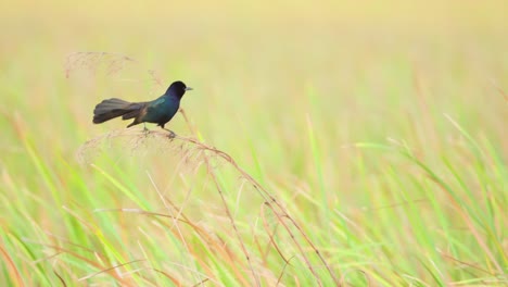 Grackle-Bewahrt-Die-Fassung,-Während-Es-Auf-Windigem-Schilf-Sitzt