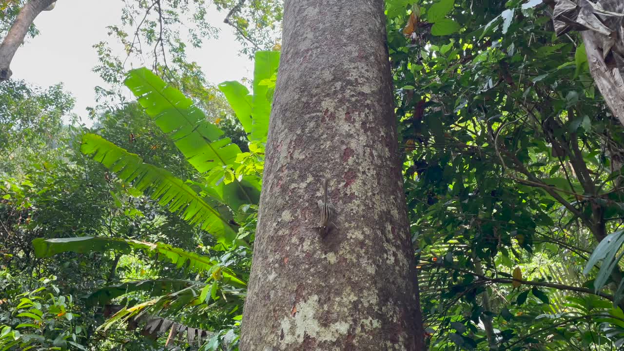 disparo estático de ardilla asiática trepando en un árbol en el bosque tropical