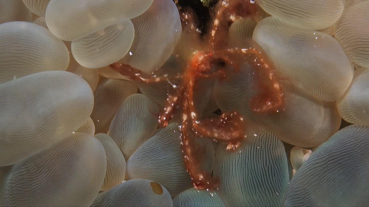 close up shot of Orang-Utan Crab (Achaeus japonicus) sitting in Bubble Coral