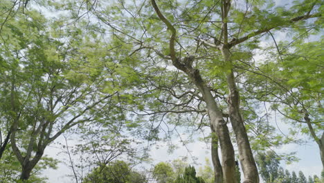 panning shot of beautiful trees in a calm park in hong kong