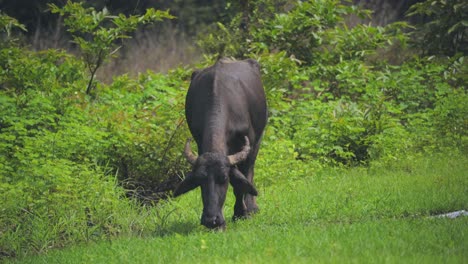 buffalo eating grass in forest