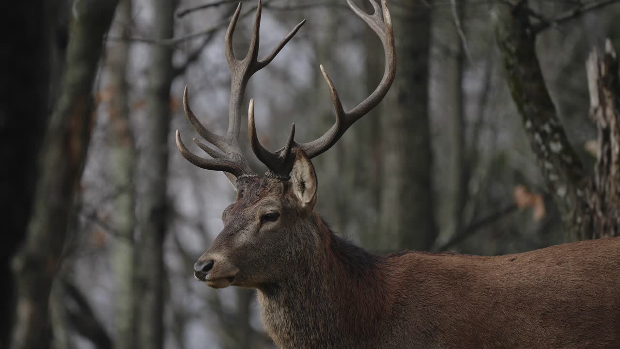 ciervo rojo en el bosque mirando hacia otro lado de la cámara en parc omega