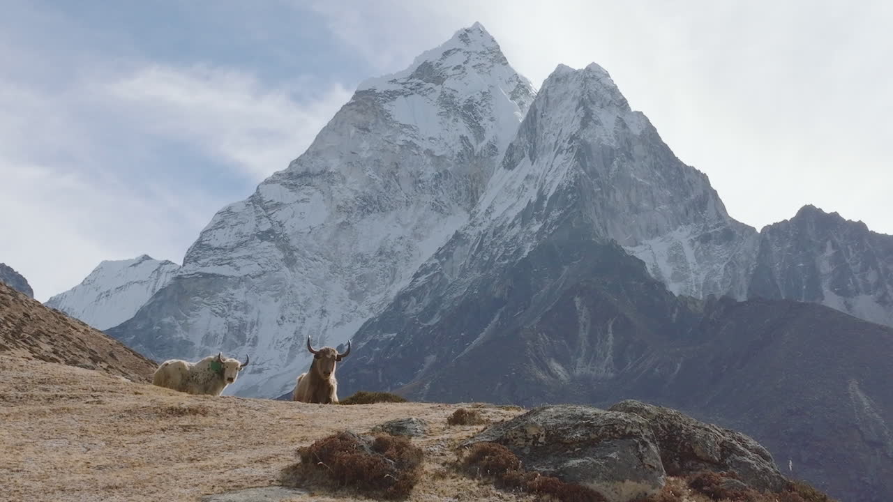 una fotografía de un drone de un yak del himalaya pastando en la región del everest de nepal, con ama dablam majestuosamente en el fondo