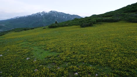 Blossoming-and-Blooming-Yellow-Wildflower-Flower-Meadow-in-Utah-Mountains,-Breathtaking-Aerial-Landscape