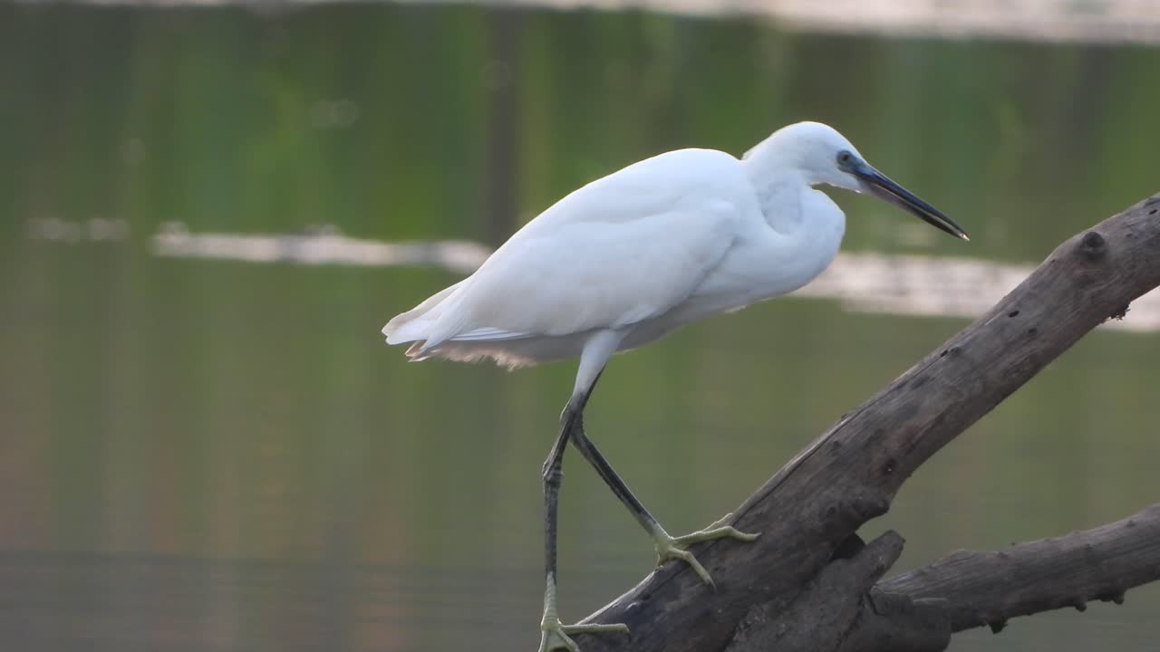연못에 백로 식용 수입니다.