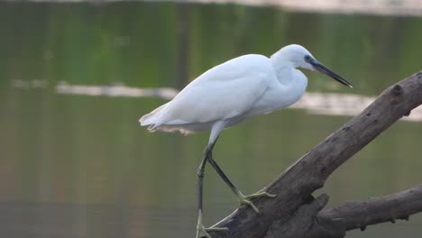 egret drinking water on pond .