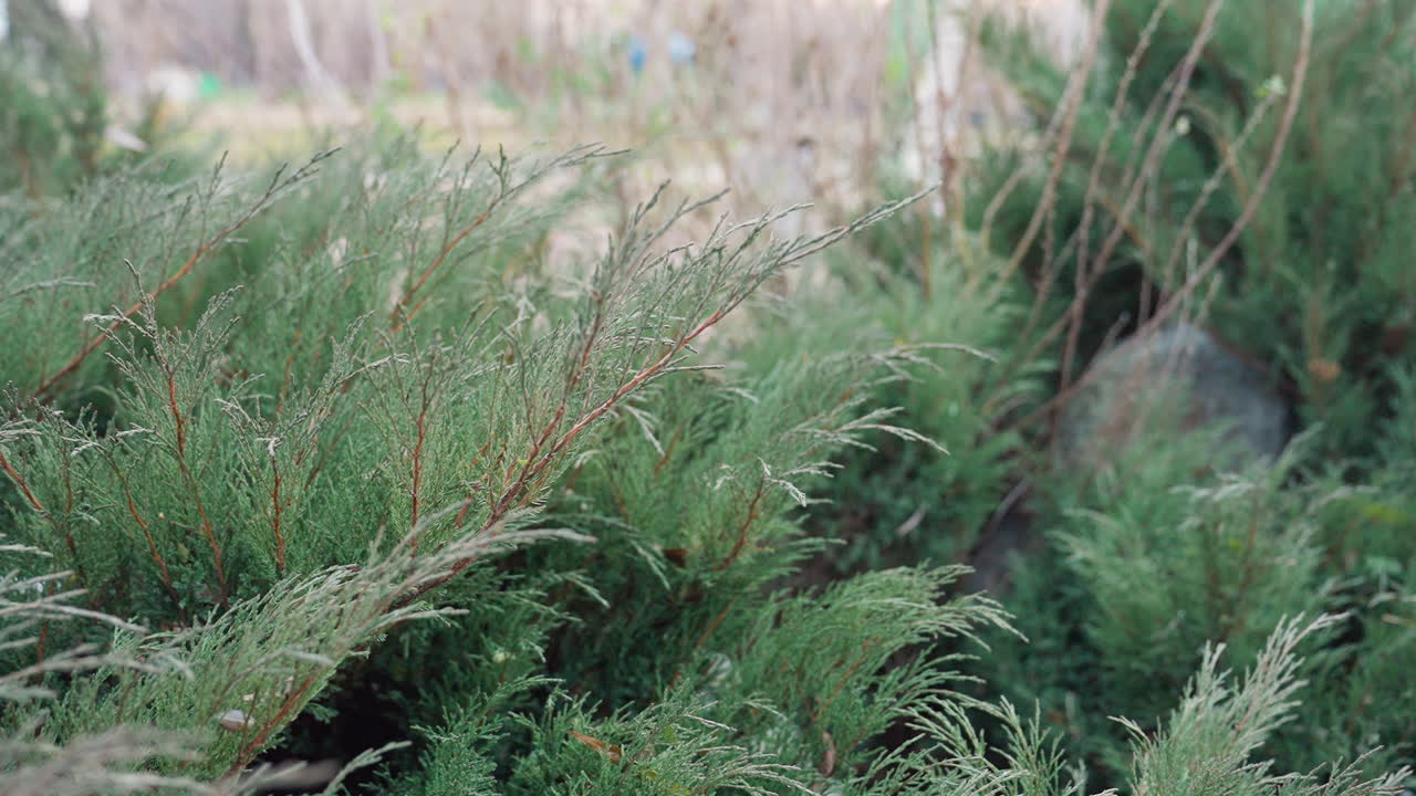 Close up of green spruce tree branch with sharp needles stretching outward in soft daylight, highlighting natural textures and fine details of evergreen foliage in calm outdoor environment