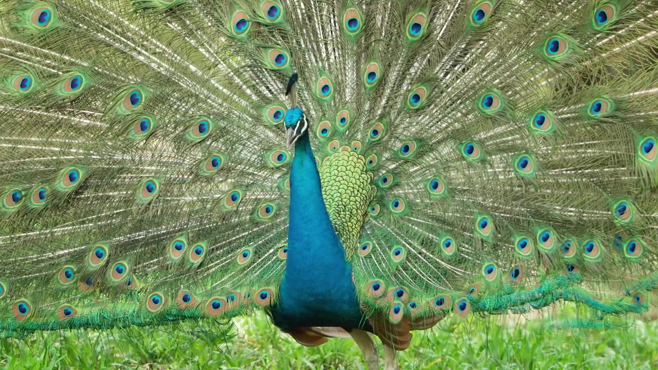 Pavão virando-se e exibindo sua plumagem colorida desdobrada - Close-up.