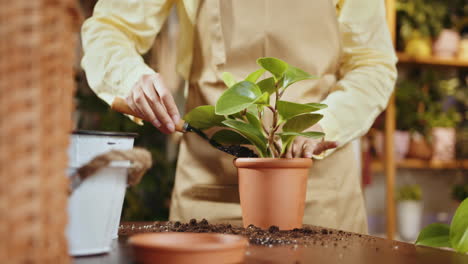 repotting a plant